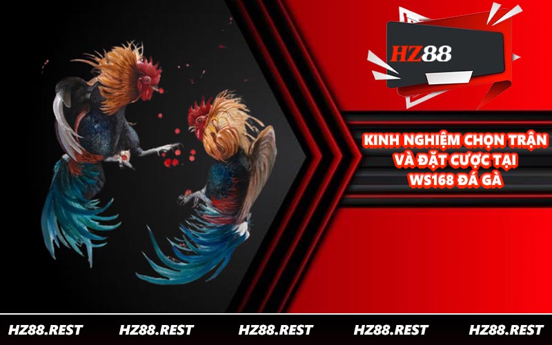 WS168 Đá Gà - Hội Tụ Nhiều Chiến Kê Xịn Xò - vohesa