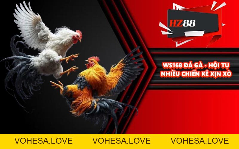 WS168 Đá Gà - Hội Tụ Nhiều Chiến Kê Xịn Xò - vohesa