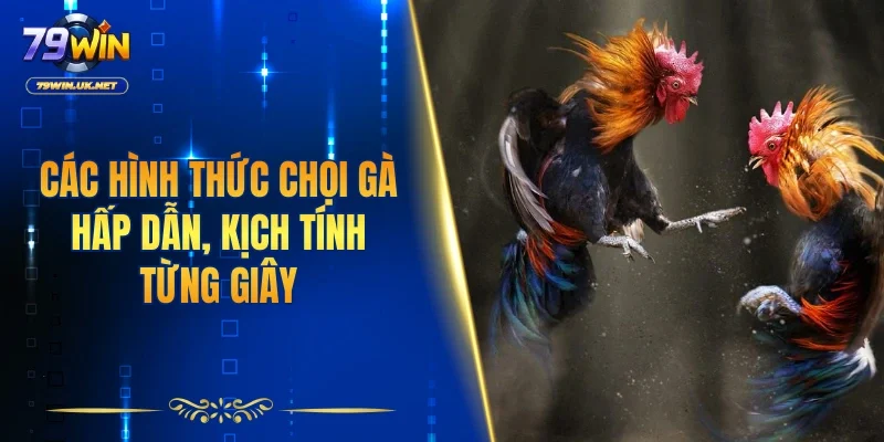 Đá Gà 79WIN – Sân Chơi Chọi Kê Sôi Động Và Kịch Tính - vohesa