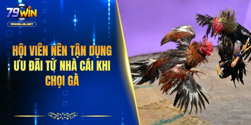 Đá Gà 79WIN – Sân Chơi Chọi Kê Sôi Động Và Kịch Tính - vohesa